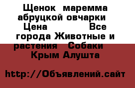 Щенок  маремма абруцкой овчарки › Цена ­ 50 000 - Все города Животные и растения » Собаки   . Крым,Алушта